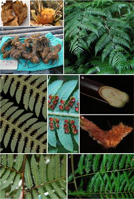 Phylogenomic analysis, cryptic species discovery, and DNA barcoding of the genus Cibotium in China based on plastome data